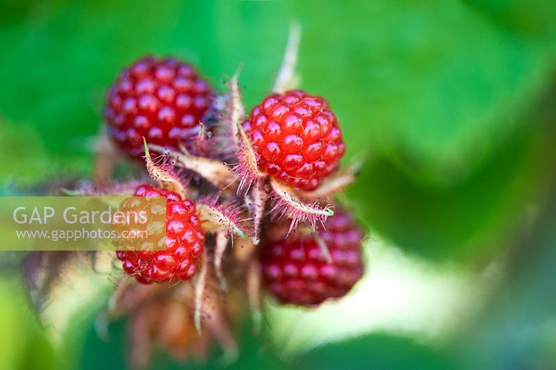 Rubus phoenicolasius - Wineberry japonais