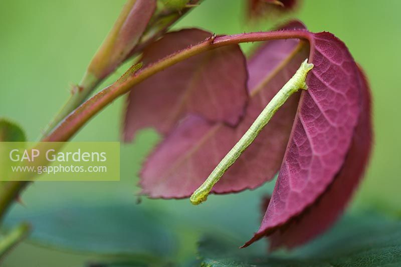Biston betularia - chenille de papillon poivré sur un rosier imitant une brindille
