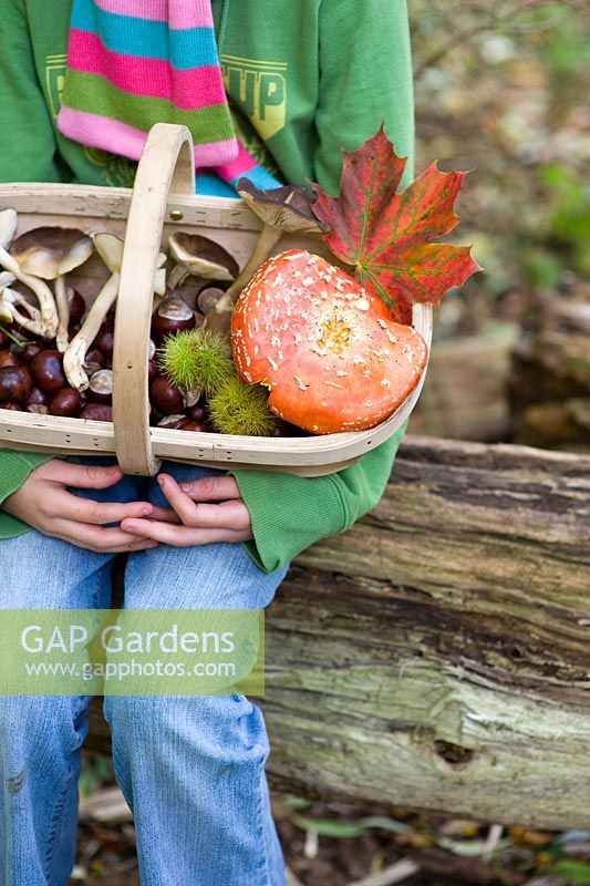 Girl holding a trug of woodland trouves - champignon, Fly agaric, conkers, leaves, Maple, Acer, Chestnuts sitting on log tree trunk