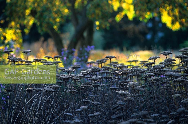 Pépins d'Achillea filipendulina 'Gold Plate' en automne - Jardin Hermannshof, Allemagne