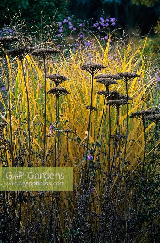 Pépins d'Achillea filipendulina 'Gold Plate' avec Panicum virgatum 'Strictum' en automne - Jardin Hermannshof, Allemagne