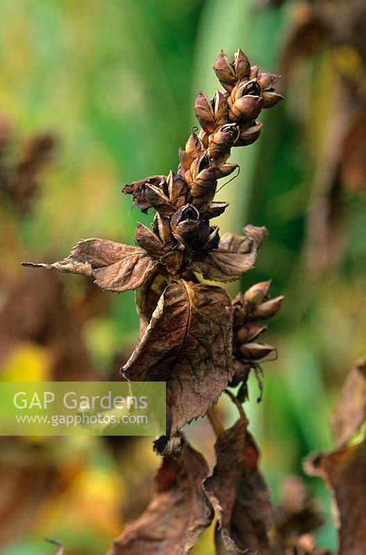 Pousses de Chelone glabra en automne - Hermannshof Garden, Allemagne