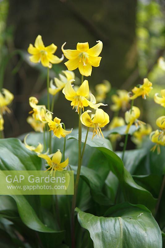 Ajouteurs jaunes langue - Erythronium americanum plante en fleur