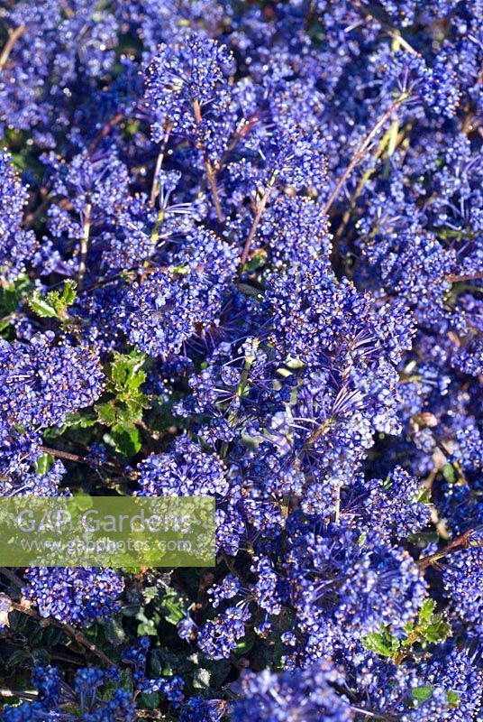 Ceanothus 'Blue Sapphire'