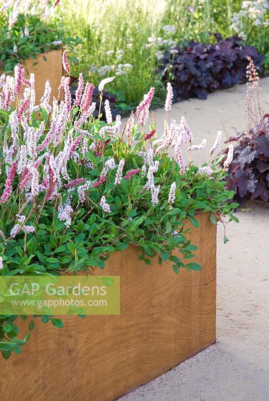 Parterre de fleurs surélevé avec Persicaria affinis 'Superba' - Urbanise - RHS Hampton Court Flower Show 2009