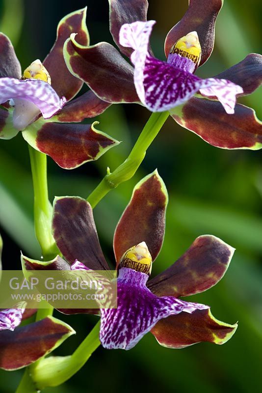 Orchidée Zygopetalum - Zygopetalum 'Alan Greatwood'