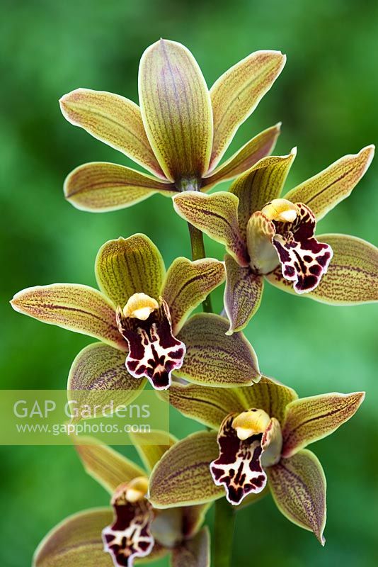 Orchidée Cymbidium - Miniature - Cymbidium 'Samares'