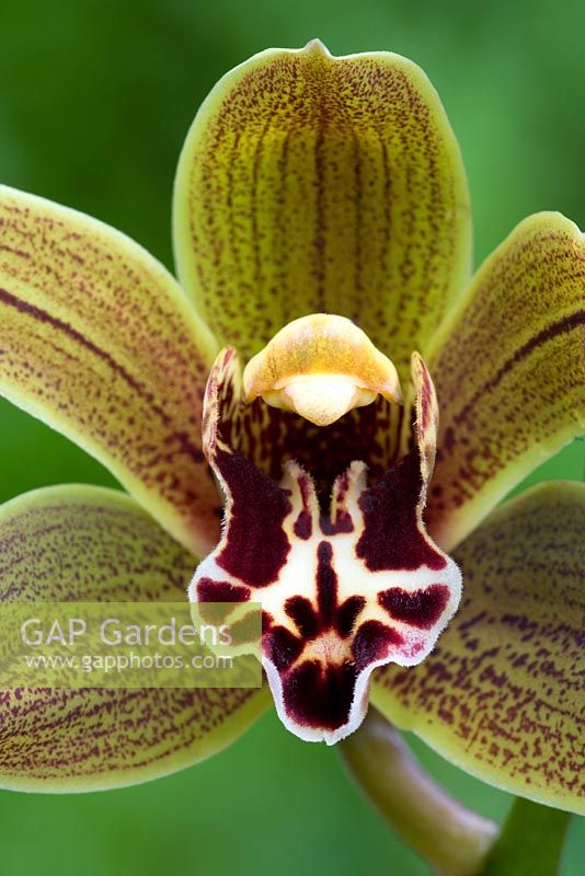 Orchidée Cymbidium - Miniature - Cymbidium 'Samares'