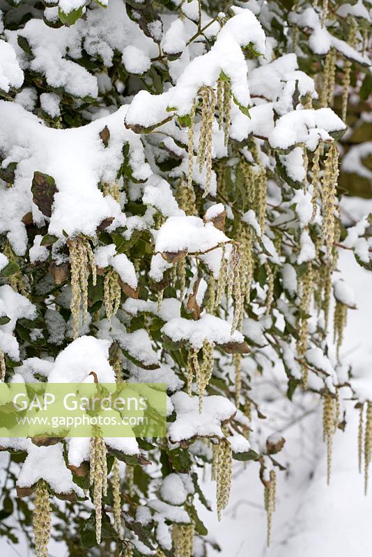 Garrya elliptica dans la neige. Buisson de pompon en soie