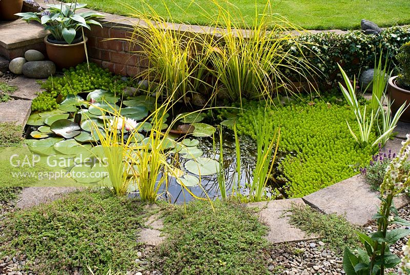 Petit étang de jardin incurvé avec Nymphaea - nénuphar, Iris pallida 'Variegata', Carex elata 'Aurea', Elodea et Myriophyllum, avec bordure en pierre adjacente, gravier et Thymus serpyllum 'Coccineus'