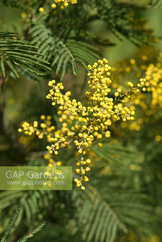 Acacia dealbata - Mimosa fleurissant au début du printemps