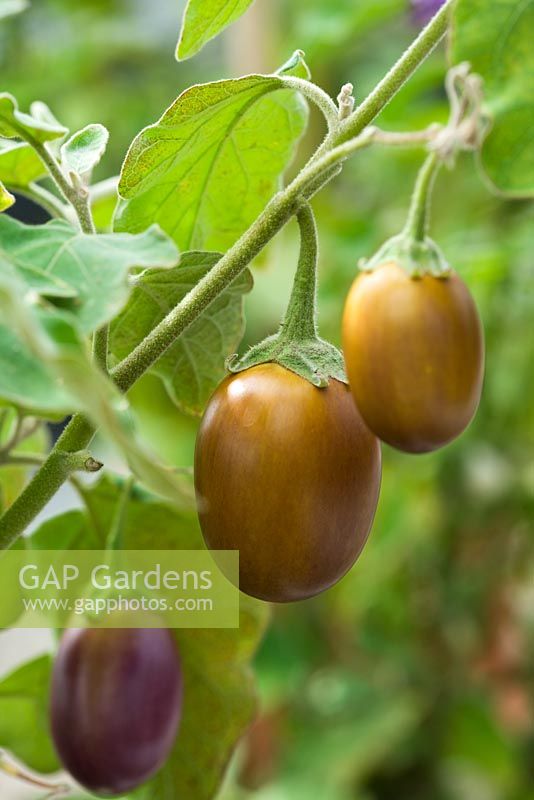 Solanum melongena - Aubergine 'Ophelia F1 '