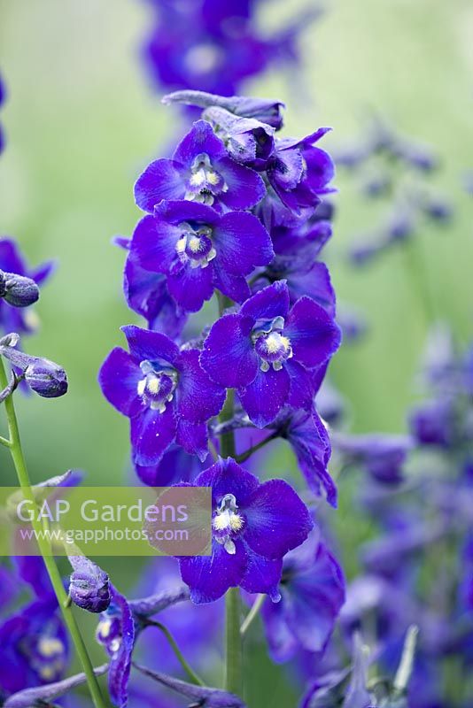 Delphinium 'Atlantis'