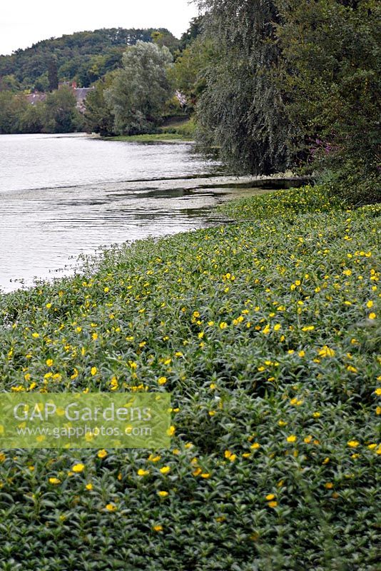 Ludwigia grandiflora, la primevère d'eau envahissante d'Amérique du Nord menaçant le Royaume-Uni. Présenté sur la rivière Cher en France, 5 ans après sa première arrivée en 2004