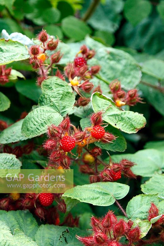 Rubus phoenicolasius - Wineberry japonais
