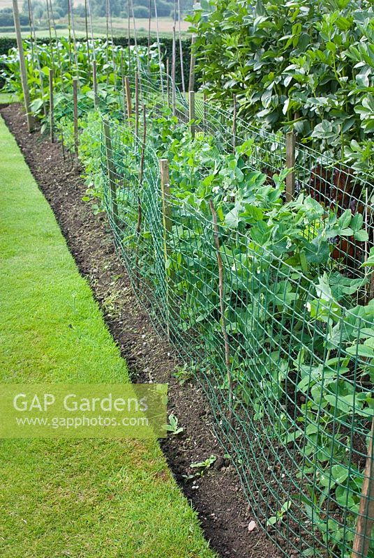 Pois protégés par un filet, poussant en rangées en bordure de légumes - Parm Place, NGS garden, Cheshire