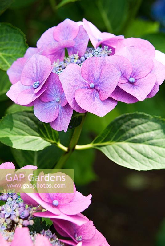 Hydrangea macrophylla 'Blaumeise'