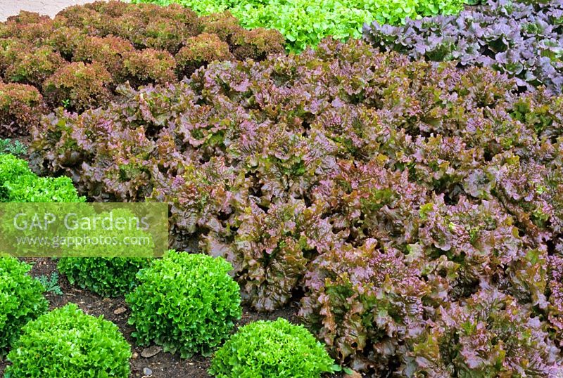 Variétés de laitue. Dans le sens horaire à partir de l'avant à droite - Lactuca sativa 'New Fire Red', 'Frisbee', 'Lollo Rosso', 'Salad Bowl' et 'Sioux'