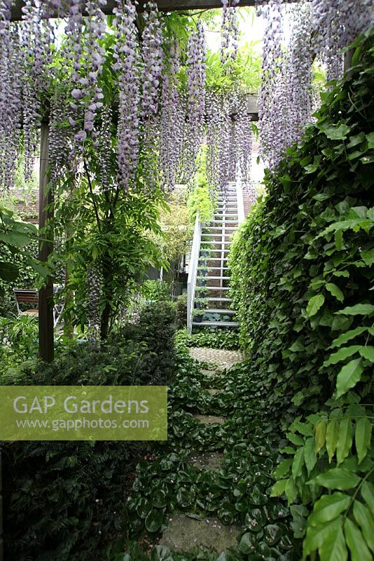 Wisteria floribunda 'Multijuga' et Pachysandra terminalis dans un jardin urbain