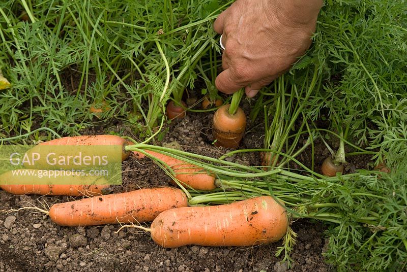 Extraire et récolter des carottes biologiques dans une bordure végétale