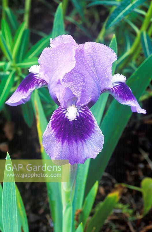 Iris 'Tinkerbell' - Iris barbu nain en avril