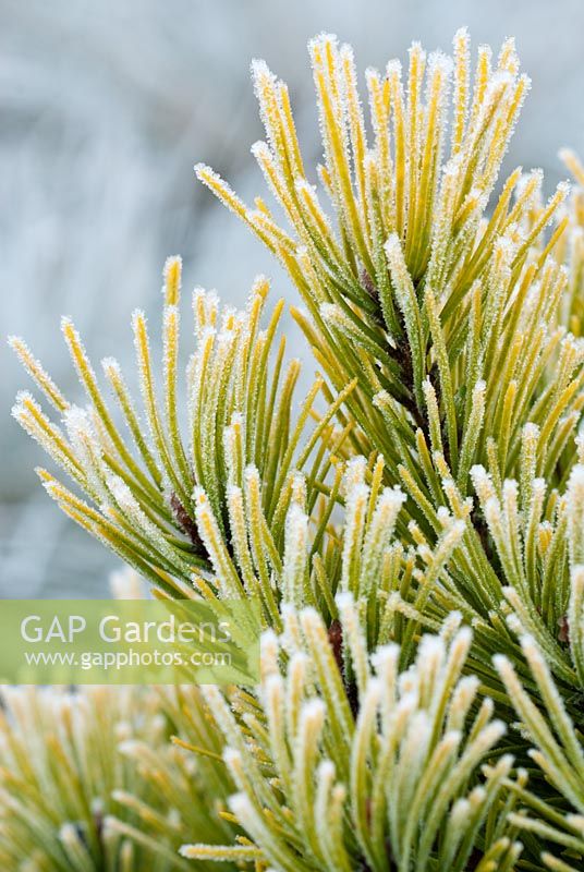 Pinus mugo 'Carsten's Wintergold' - Pin de montagne nain. Close up portrait of foliage couvert de givre, décembre