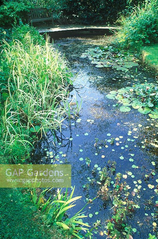 Petit étang avec Nymphaea - Nénuphar, Phragmites australis variegatus - roseau commun, avec terrasse en bois et un banc. Juin.