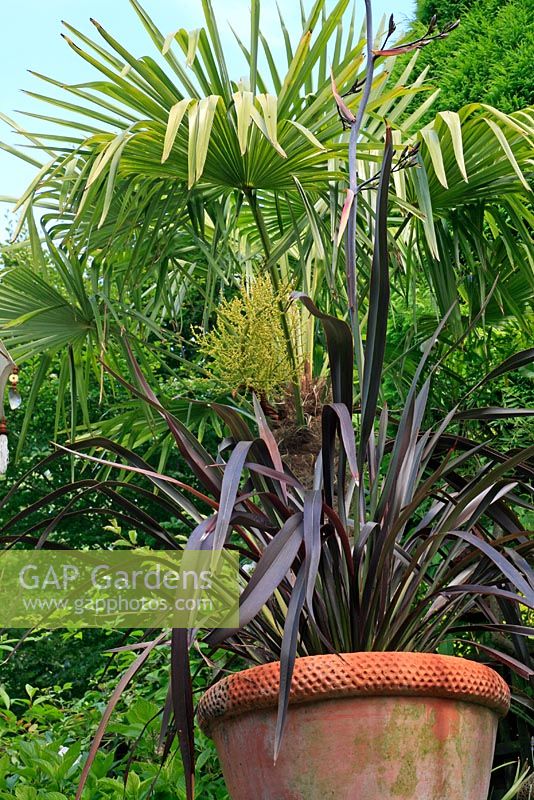 Phormium tenax 'Platt's Black' dans un pot en terre cuite fait un contraste saisissant avec le robuste palmier Chusan, Trachycarpus fortunei qui vient de fleurir