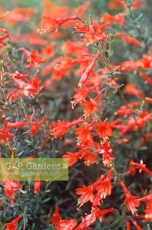 Zauschneria californica 'Dublin' (Syn. Glasnevin) - Fuchsia californien. août