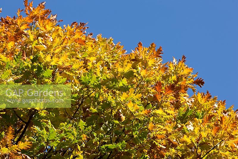 Quercus frainetto - Chêne hongrois, feuillage d'automne