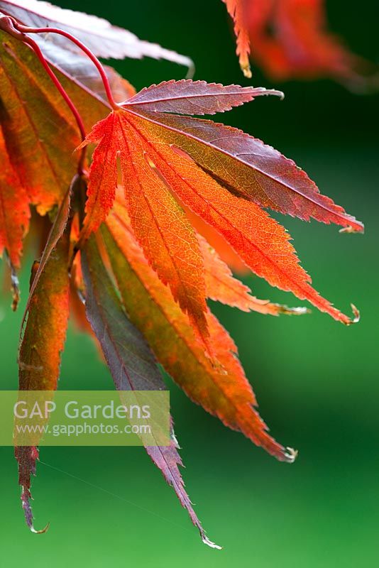 Acer palmatum 'Bonnie Bergman' - feuillage d'automne