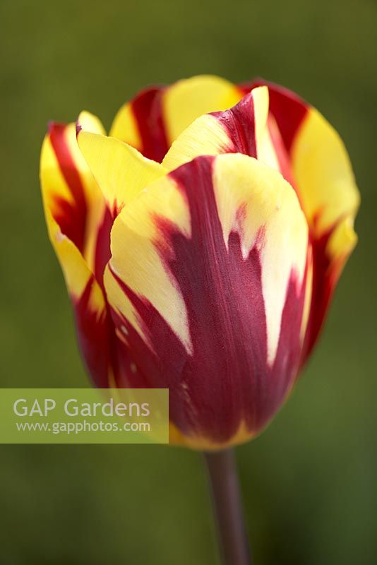 La tulipe 'Helmar' a tiré sur Broughton Grange. Avril.