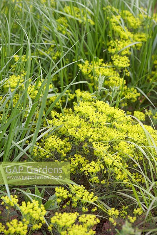 Euphorbia cyparissias 'Fens Ruby' avec des herbes abattues à Broughton Grange en avril.