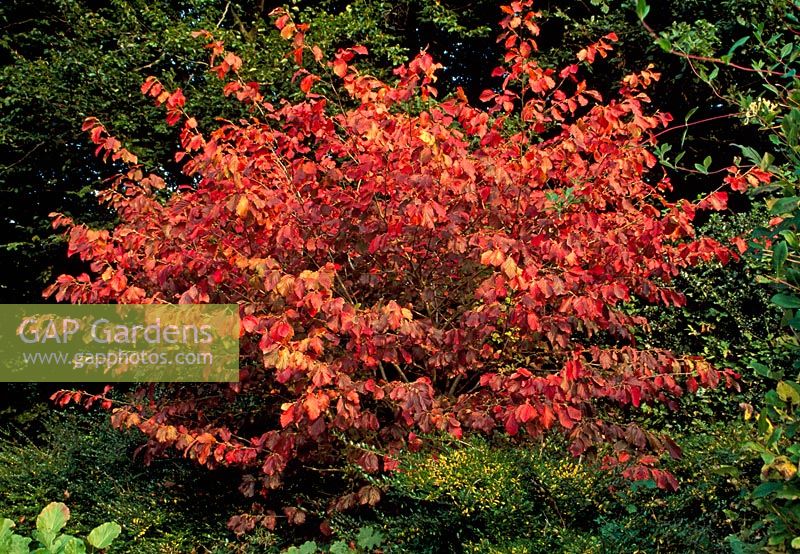 Hamamelis vernalis 'Sandra' en pleine couleur d'automne en septembre