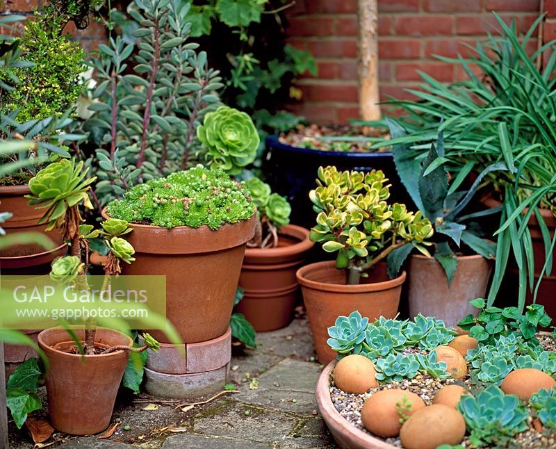 Collection de succulentes en pots en terre cuite