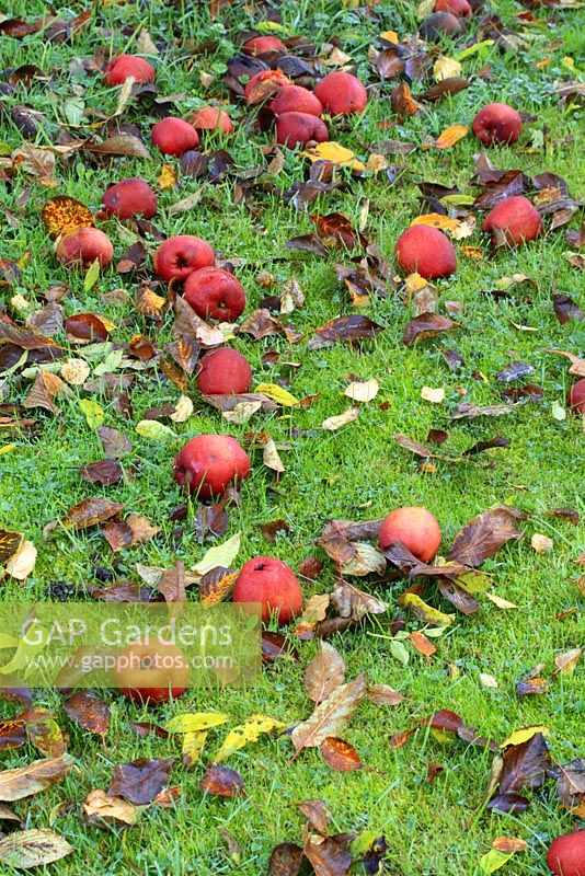 Pommes et feuilles exceptionnelles en octobre