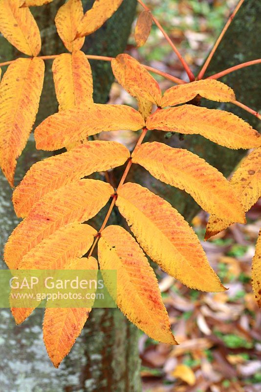 Sorbus sargentiana - Sargents Rowan en octobre