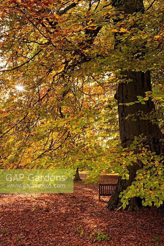 Fagus sylvatica - hêtre et assise. Arboretum de Thorp Perrow, Yorkshire du Nord