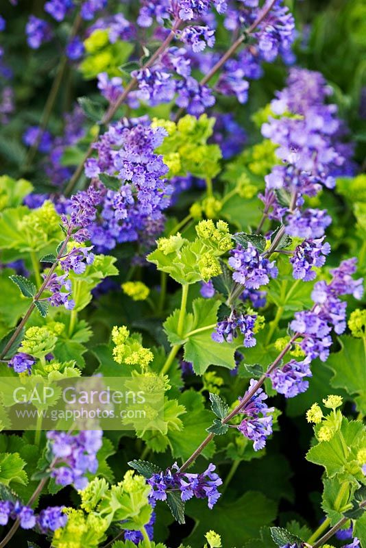 Nepeta et Alchemilla mollis