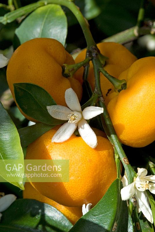 Citrus mitis, maintenant renommé Citrus x Citrofortunella microcarpa avec fruits et fleurs dans une véranda