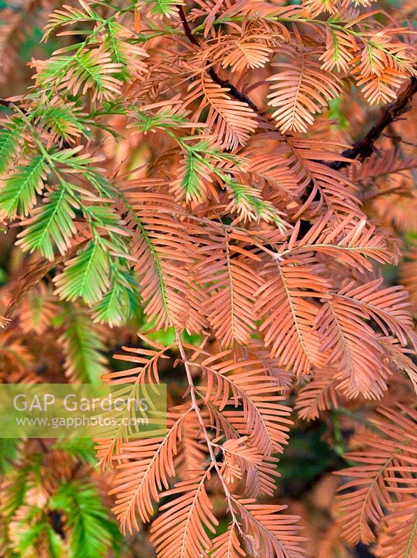 Metasequoia glyptostroboides 'Gold Rush ' en automne à Wilkins Pleck (NGS) Whitmore près de Newcastle-under-Lyme dans le North Staffordshire
