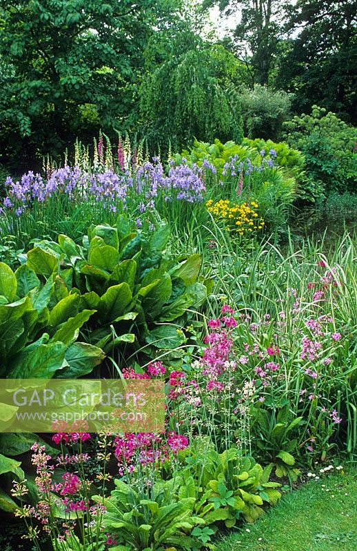 Plantation en bordure de ruisseau de Lysichiton americanus, Primula pulverulenta, Iris sibirica et Acorus calamus variegatus - Cambridge Botanic Gardens en mai