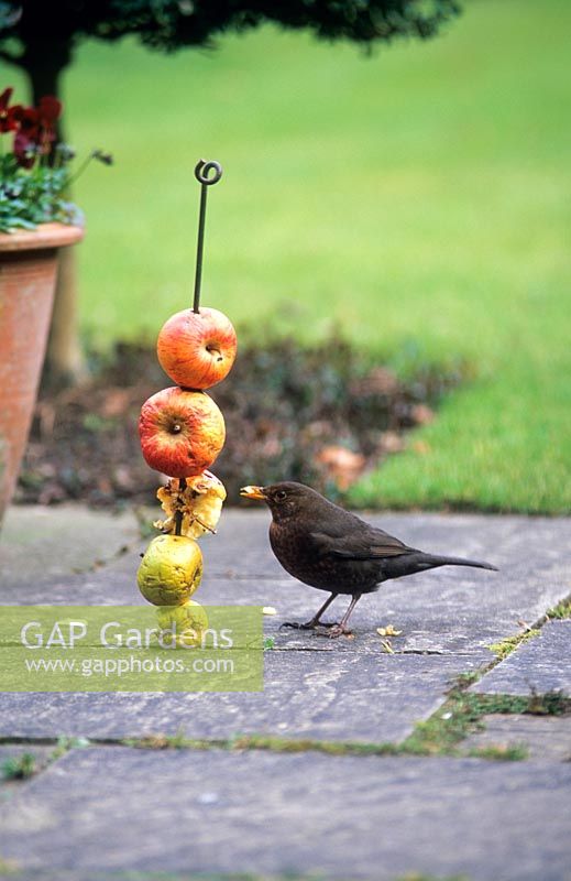Blackbird se nourrissant de pommes indésirables enfilées sur une tige métallique