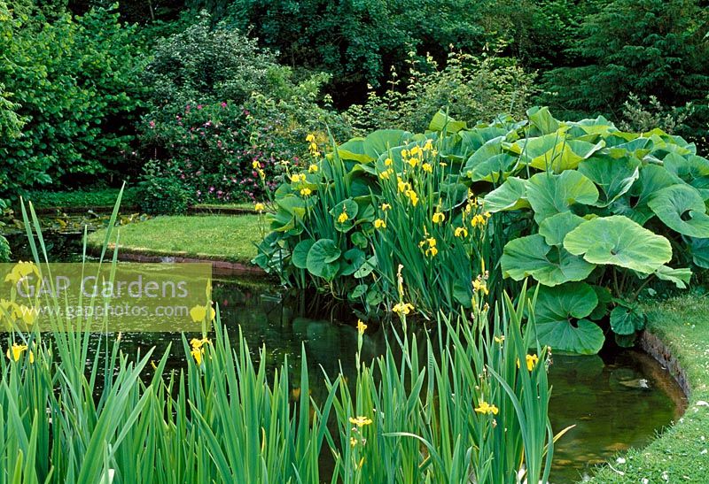 Un bord incurvé et clair définit cet étang avec des pétisites et des iris de drapeau jaune