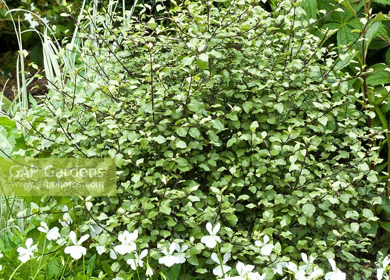 Pittosporum Tenuifolium 'Silver Sheen' au Lilac Cottage, NGS, en été