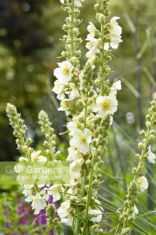 Verbascum 'Snow Maiden' fleurs bisannuelles blanches au Lilac Cottage, NGS, en été