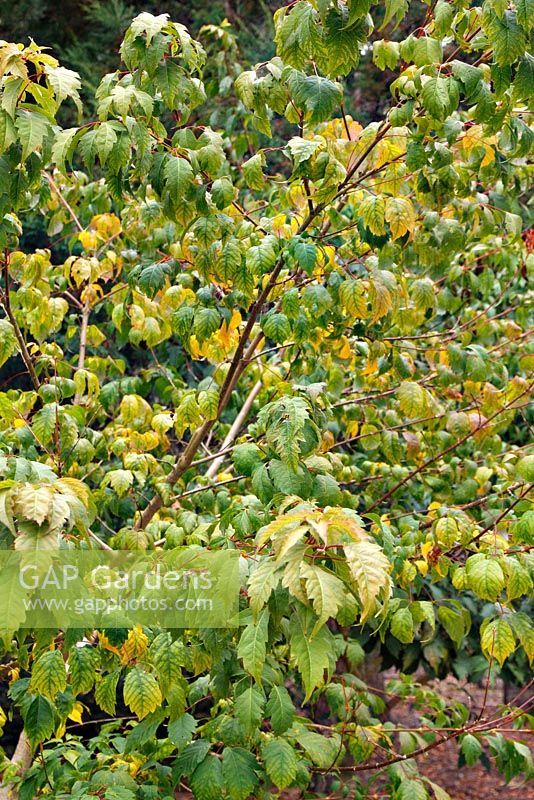 Acer cissifolium lorsque les feuilles prennent une couleur fin septembre