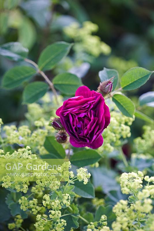 Rosa 'Tuscany Superb' - Gallica rose et alchemilla mollis