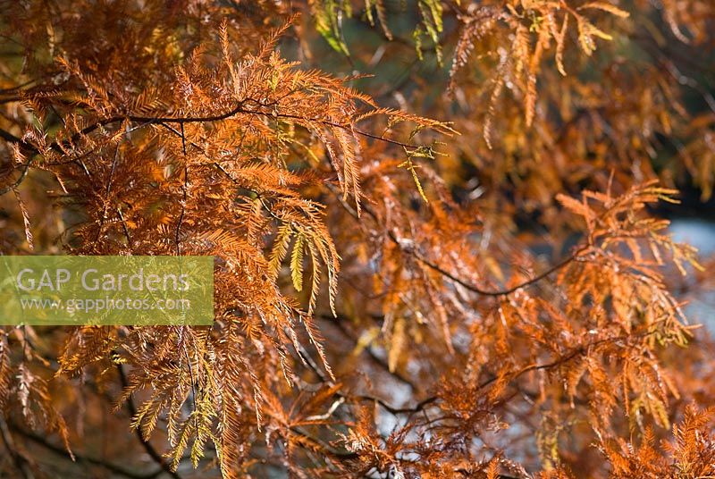 Metasequoia glyptostroboides - RHS Wisley