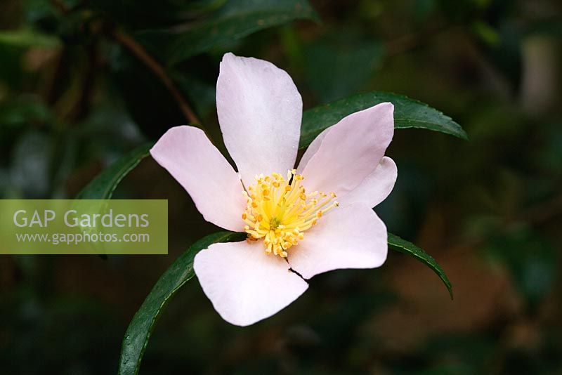 Camellia sasanqua 'Maiden's Blush' - Automne